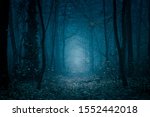 Mysterious  Blue Toned Forest...