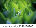 The green glade of lily of the valley flowers in the spring forest. White may-lily flower on clearing in the woods among the green leaves.