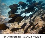 Sailfin Surgeonfish   Zebrasoma ...