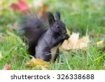 Black Squirrel In The Autumn...