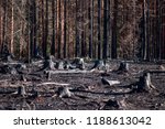 Burned Zone With Black Stumps...