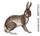 Hare   Vintage Engraved...