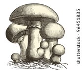 Mushroom   Vintage Engraved...
