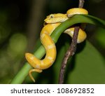 A Strikingly Colored Yellow And ...