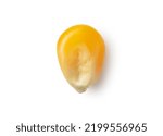 Small photo of One dried corn kernel placed on a white background. Corn for popcorn. View from above.