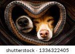 Small photo of couple of dogs in love sleeping together under the blanket in bed in heart form, warm and cozy and cuddly