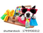 Summer Vacation Poodle Dog In...