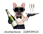 french bulldog with champagne bottle, holding a service tray with glasses , ready to toast,  isolated on white background