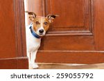 Jack Russell Terrier Dog At The ...
