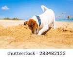 Jack Russell Dog Digging A Hole ...