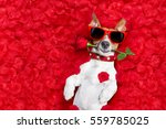 Jack russell dog lying in bed full of red  flower petals as background  , in love on valentines day, rose in mouth