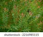 Small photo of Close up of Claret Tops Honey Myrtle leaves with branch and blur background. (Scientific name Melaleuca linariifolia Claret Tops)