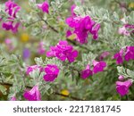 Small photo of Close up Ash Plant, Barometer Brush, Purple Sage, Texas Ranger flower with leaves on blur background. (Scientific name Leucophyllum frutescens (Berl.) Johnson)