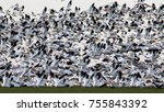 Thousands Of Snow Geese Take...