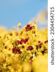 Small photo of Plains coreopsis, garden tickseed, golden tickseed, or calliopsis, Coreopsis tinctoria, is an annual wildflower