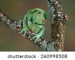 A Waxy Monkey Tree Frog Is...
