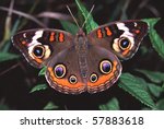 Buckeye Butterfly  Junonia...