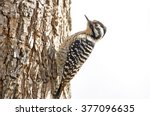 Female Ladder Backed Woodpecker ...