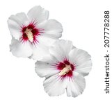 White Hibiscus Rosa Chinensis...