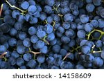 Concord Grapes Closeup