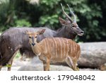 Nayala African Horned Antelope...