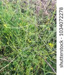 Small photo of Hedge mustar, Sisymbrium officinale, growing in Galicia, Spain