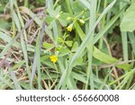 Small photo of Creeping woodsorrel or procumbent yellow-sorrel, Oxalis corniculata, growing in Galicia, Spain