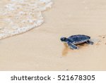 Green Sea Turtle Walk To The...
