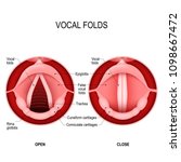 Vocal Folds. The Human Voice....