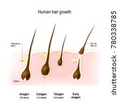 hair growth. anagen is the... | Shutterstock . vector #780338785