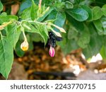 Violet Carpenter Bee Insect On...