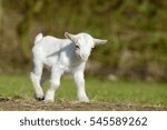 White Goat Kid Standing On Straw
