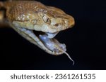 Macro portrait of a copperhead snake.