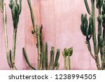 Plants on pink concept. Cactus on pink wall background. Minimal plant art