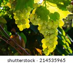 Green Grapes On Vine With...