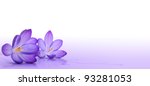 Crocus Flower Over A White And...