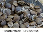 Small photo of Siris, Kokko, Indian Walnut,Albizia,Zeek(Thai) (Albizia Lebbeck) (L.) Benth.(Seeds)