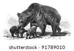 Brown bear  ursus arctos   ...