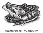 Common Frog  Rana Temporaria...