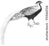 Silver Pheasant  Gallophasis...