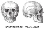 Human Skull   Vintage...