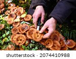 Man Collects Edible Mushrooms   ...