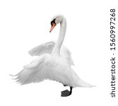 Swan Is Isolated On White