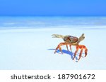 Hairy Leg Mountain Crab On The...