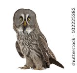 Portrait Of Great Grey Owl Or...