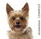 Close Up Of Yorkshire Terrier ...