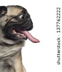 Close Up Of A Pug  Making A...