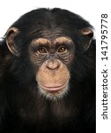 Close Up Of A Chimpanzee...