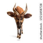 Bongo  Antelope  Tragelaphus...