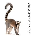 Ring Tailed Lemur  Lemur Catta  ...